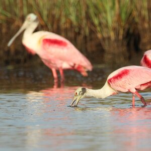 Team Page: The Spoonbills